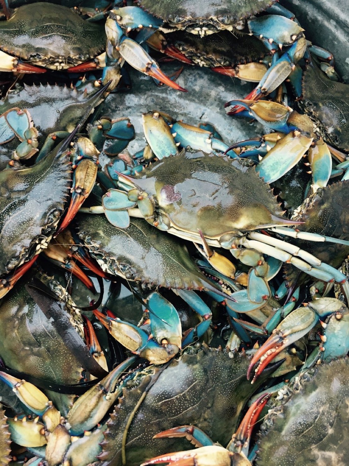 Live blue crabs piled in the tank