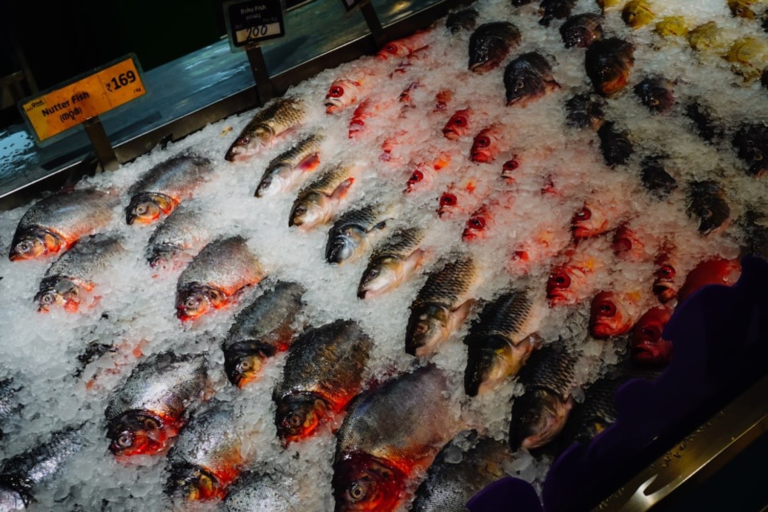 Fresh croaker arranged on crushed ice in the case