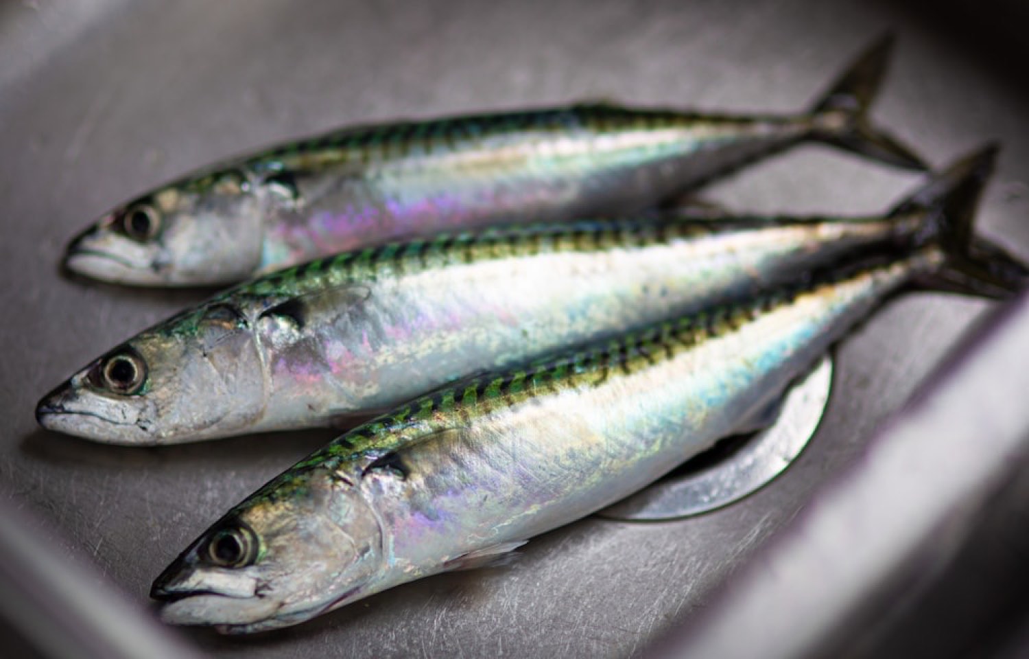Fresh whole mackerel with iridescent skin