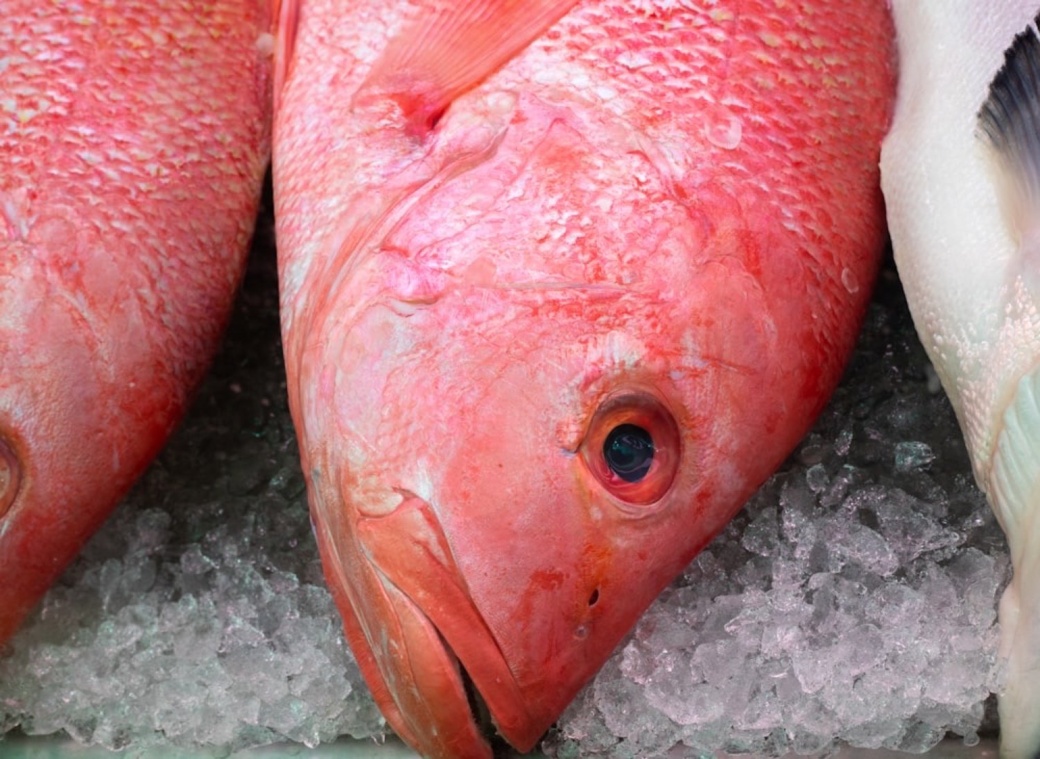 Whole red snapper packed in crushed ice at the counter