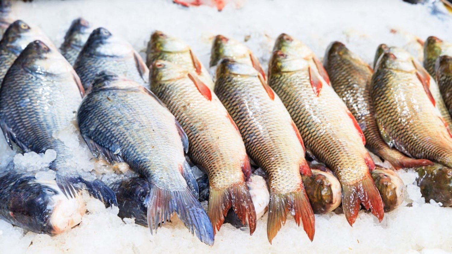 Fresh silver whiting laid out on crushed ice